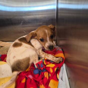 Twix -  Mixed Breed Dog for Adoption in Bentonville, Arkansas - Twix | PetCurious