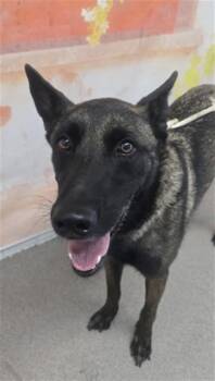REAGAN -  Belgian Shepherd Malinois Dog for Adoption in San Bernardino, California - REAGAN | PetCurious
