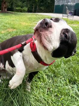 Lucille -  Pit Bull Terrier Dog for Adoption in Fall River, Massachusetts - Lucille | PetCurious