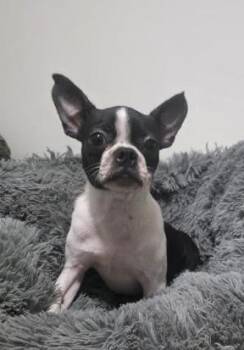Bruno -  Boston Terrier and French Bulldog Dog for Adoption in Manvel, Texas - Bruno | PetCurious