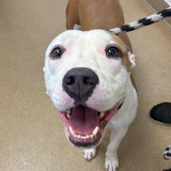 Firecracker -  American Staffordshire Terrier and Mixed Breed Dog for Adoption in Corpus Christi, Texas - Firecracker | PetCurious