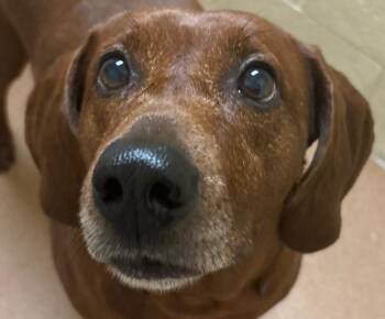 Rescue Redbone Coonhound Dogs for Adoption in Norwalk, Connecticut - Dorothy | PetCurious