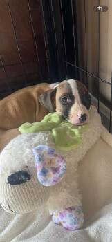 Trinity -  Boxer Dog for Adoption in Newport, Kentucky - Trinity | PetCurious
