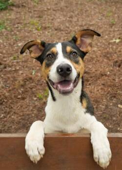 Pozole 57529 -  Mixed Breed Dog for Adoption in Aiken, South Carolina - Pozole 57529 | PetCurious