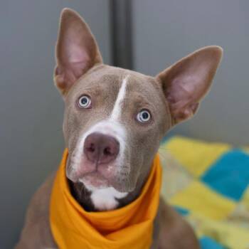 American Staffordshire Terrier Dogs Available for Adoption in San Antonio, Texas - SIMBA | PetCurious