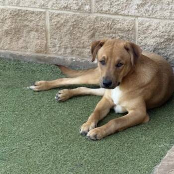 Border Terrier Dogs Available for Adoption - CHIPS | PetCurious