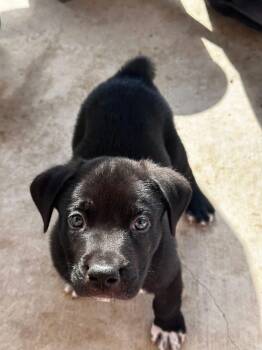 American Staffordshire Terrier Dogs Available for Adoption in San Antonio, Texas - Bryan | PetCurious