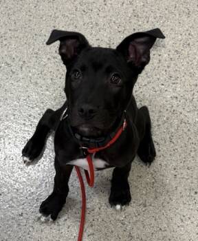 Rescue Pit Bull Terrier and Mixed Breed Dogs for Adoption in Fishers, Indiana - Luke | PetCurious