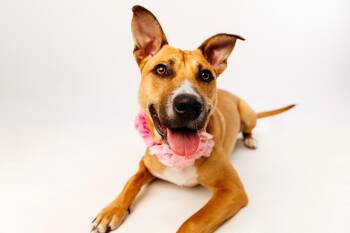 Rescue Black Mouth Cur Dogs for Adoption - Cami | PetCurious