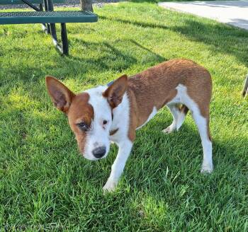Pointer and Boxer Dogs Available for Adoption in Missouri City, Texas - Hailly BR14304-T | PetCurious