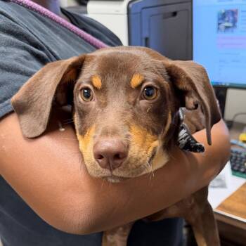 Barton -  Mixed Breed Dog for Adoption in Yuma, Arizona - Barton | PetCurious