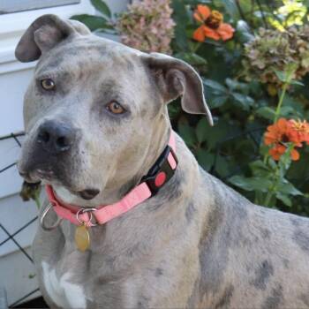 Kayla -  Pit Bull Terrier and American Bulldog Dog for Adoption in East St. Louis, Illinois - Kayla | PetCurious