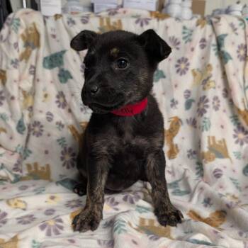 Shepherd and Husky Dogs Available for Adoption - Kelly | PetCurious