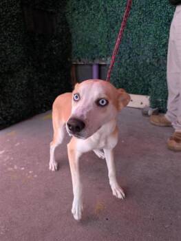 61594451 -  Husky and Mixed Breed Dog for Adoption in El Paso, Texas - 61594451 | PetCurious