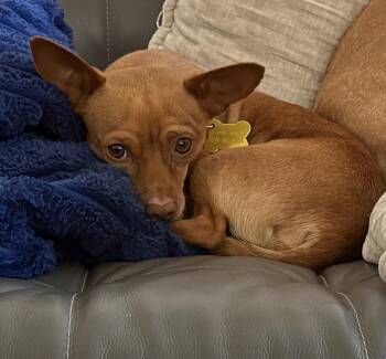 Lil Dude -  Chihuahua Dog for Adoption in Salt Lake City, Utah - Lil Dude | PetCurious