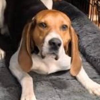 Fernando (GA) -  Treeing Walker Coonhound Dog for Adoption - Fernando (GA) | PetCurious