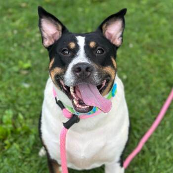 Jazz -  Mixed Breed Dog for Adoption in Philadelphia, Pennsylvania - Jazz | PetCurious