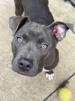 Rescue Pit Bull Terrier Dogs for Adoption in Crete, Illinois - Santa Fe | PetCurious