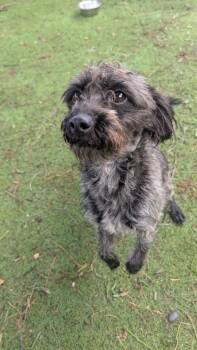 Terrier and Poodle Dogs Available for Adoption - Bates | PetCurious