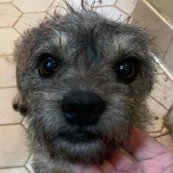 Libby -  Miniature Schnauzer Dog for Adoption in Calverton, New York - Libby | PetCurious