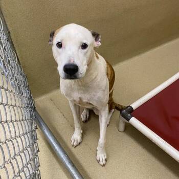 Waco -  American Bulldog Dog for Adoption in Monroe, Georgia - Waco | PetCurious