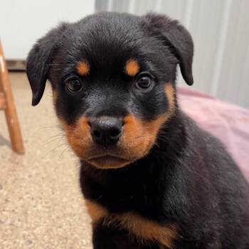 Honeydew -  Rottweiler Dog for Adoption in Valparaiso, Indiana - Honeydew | PetCurious
