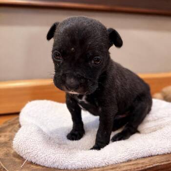 Cane Corso and Pit Bull Terrier Dogs Available for Adoption in Madisonville, Tennessee - Gannon | PetCurious