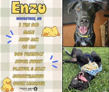 Enzo -  German Shepherd Dog and Black Labrador Retriever Dog for Adoption in Lumberton, Texas - Enzo | PetCurious