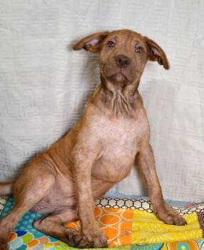 Pumbaa - a gem waiting to shine -  Plott Hound Dog for Adoption in Gulfport, Mississippi - Pumbaa - A Gem Waiting To Shine | PetCurious