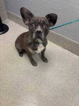 PRINCESS -  French Bulldog and Mixed Breed Dog for Adoption in Las Vegas, Nevada - PRINCESS | PetCurious
