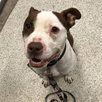 Ranger Rick -  Mixed Breed Dog for Adoption in Oak Park, Illinois - Ranger Rick | PetCurious