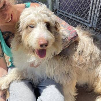 Figaro -  Aussiedoodle Dog for Adoption in Ontonagon, Michigan - Figaro | PetCurious