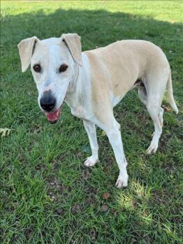 Catahoula Leopard Dog and Mixed Breed Dogs Available for Adoption in Conroe, Texas - BEATRICE | PetCurious