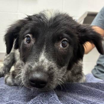 Carmine -  Australian Cattle Dog Blue Heeler and Mixed Breed Dog for Adoption in Corpus Christi, Texas - Carmine | PetCurious