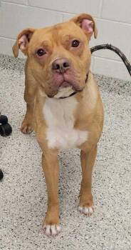 Pit Bull Terrier and Mixed Breed Dogs Available for Adoption in Kansas City, Missouri - Dover | PetCurious