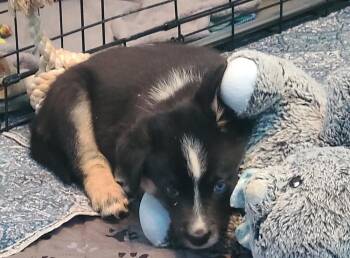 Australian Cattle Dog Blue Heeler Dogs Available for Adoption - Madoc | PetCurious