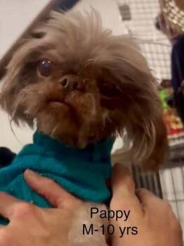 Brussels Griffon and Shih Tzu Dogs Available for Adoption in Waunakee, Wisconsin - Pappie | PetCurious
