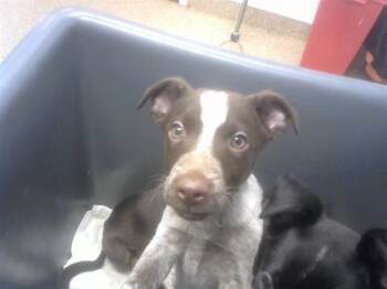 LUCKY CHARMS -  Labrador Retriever and Mixed Breed Dog for Adoption in Albuquerque, New Mexico - LUCKY CHARMS | PetCurious