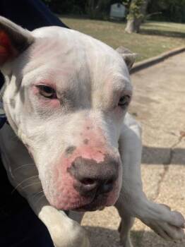 Rescue Mixed Breed Dogs for Adoption in Dallas, Texas - BRAIR | PetCurious