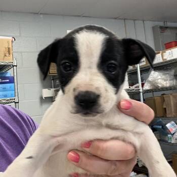 Maserati -  Rat Terrier and Miniature Pinscher Dog for Adoption in East St. Louis, Illinois - Maserati | PetCurious
