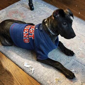 Rescue Mixed Breed and Terrier Dogs for Adoption in Olathe, Kansas - Jupiter | PetCurious