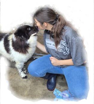 Chow Chow and Border Collie Dogs Available for Adoption in Manhattan Beach, California - Oreo Bella Love!! | PetCurious