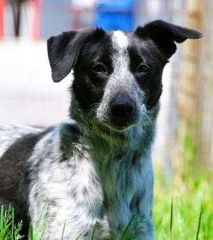 Australian Cattle Dog Blue Heeler Dogs Available for Adoption in Manchester, Tennessee - Honey | PetCurious