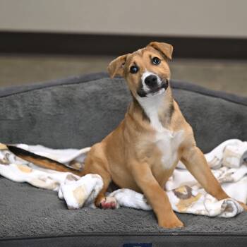 Mountain Cur and Catahoula Leopard Dog Dogs Available for Adoption - Chief | PetCurious