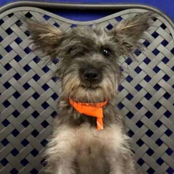 Blossom -  Schnauzer Dog for Adoption in Midland, Texas - Blossom | PetCurious