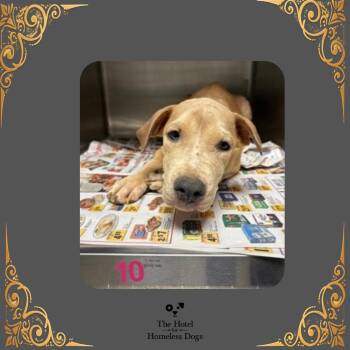 Soho -  Mixed Breed Dog for Adoption in Cumberland, Rhode Island - Soho | PetCurious