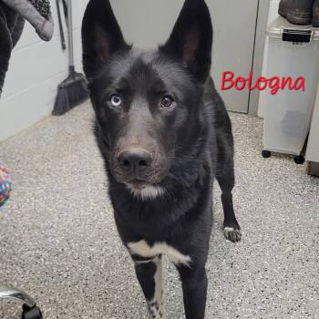 Bologna -  Shepherd and Husky Dog for Adoption in Parkersburg, West Virginia - Bologna | PetCurious