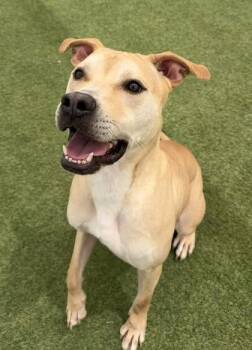 Cruise -  Mixed Breed Dog for Adoption in Fort Worth, Texas - Cruise | PetCurious