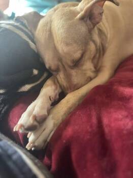 Rescue Pit Bull Terrier Dogs for Adoption in Chino Valley, Arizona - Chloe | PetCurious