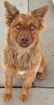 Pryce 2 -  Retriever and Australian Shepherd Dog for Adoption in Fort Lupton, Colorado - Pryce 2 | PetCurious